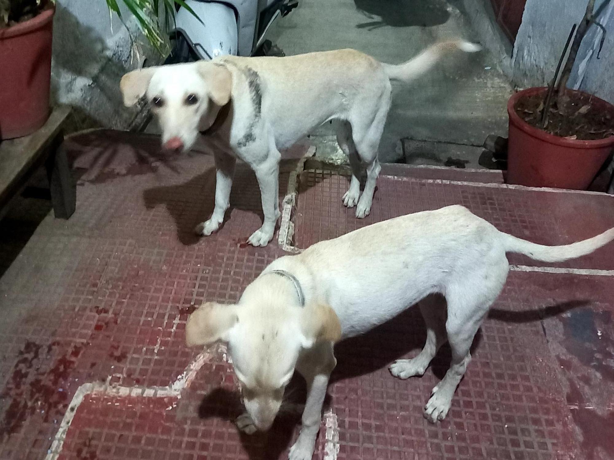 Nandini Paying Guest House Udaipur Dış mekan fotoğraf